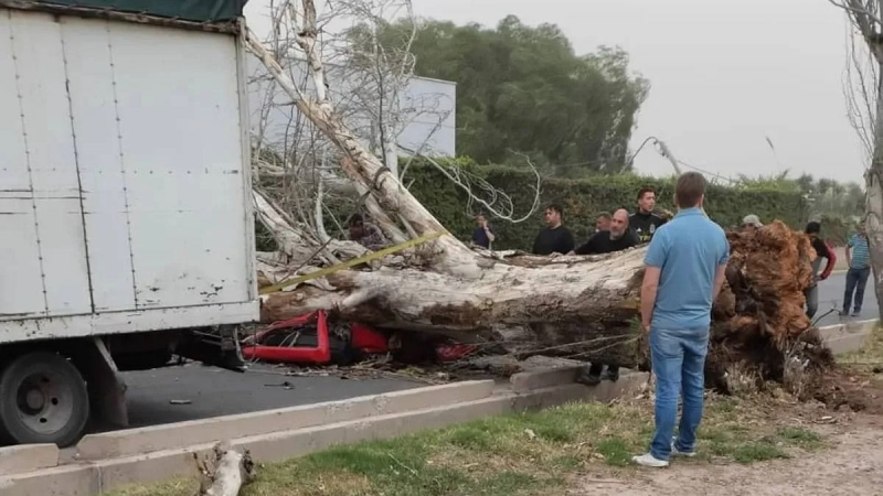 Conflicto abierto en Maipú: choque entre Municpalidad y Vialidad por el árbol que mató a una mujer